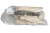 Miruna_nowozelandzka_ze_skora_1kg.png