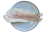 Halibut_grenlandzki_filet_bez_skory.png